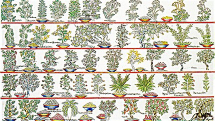 藏藥資源分布、發(fā)展史